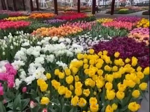 早春のキューケンホフ公園