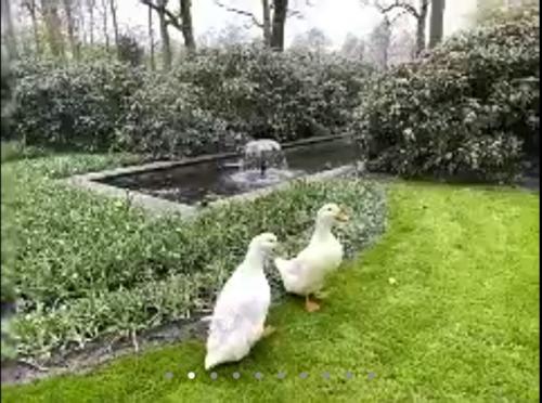 早春のキューケンホフ公園