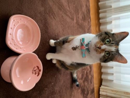 かわいいマット気に入ってます♪