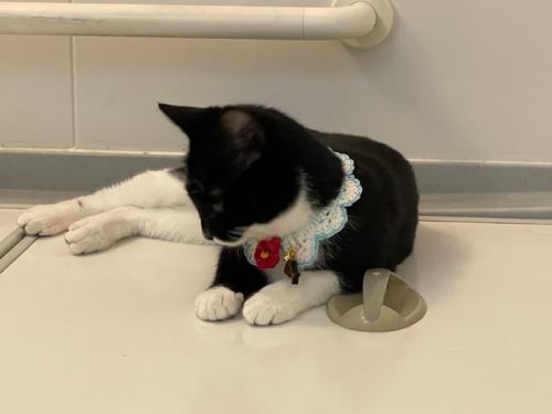 とても可愛いグッズをゲットできました！