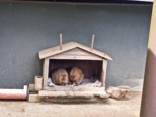 むっちゃ可愛いくて癒されました むっちゃ可愛いくて癒されました