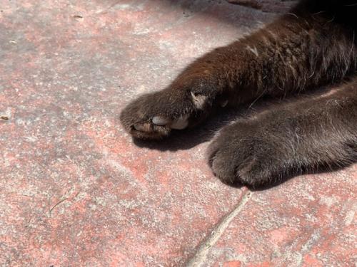 猫だけではなく。 猫だけではなく。