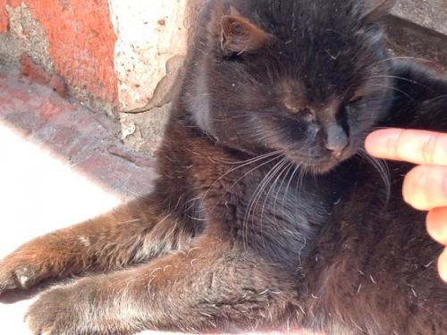 猫だけではなく。 猫だけではなく。