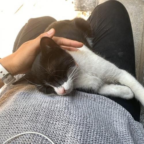 かわいい猫たちに癒やされました