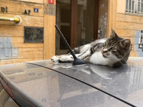 かわいい猫たちに癒やされました