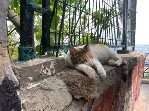 かわいい猫たちに癒やされました