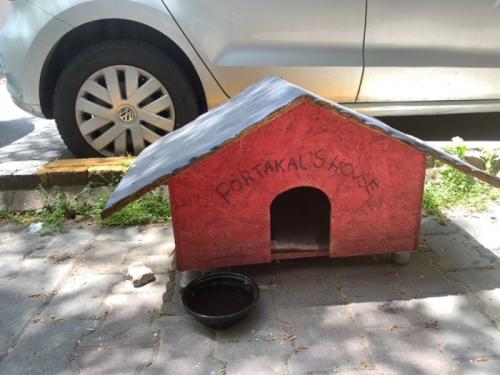 かわいい猫たちに癒やされました