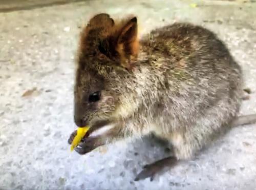 色んなクオッカの姿が見れました! 色んなクオッカの姿が見れました!