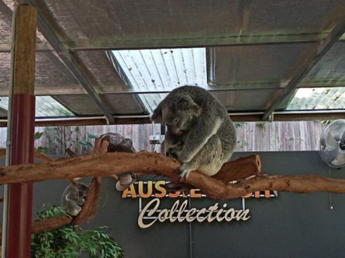 コアラに会いにキュランダに行きたくなりました