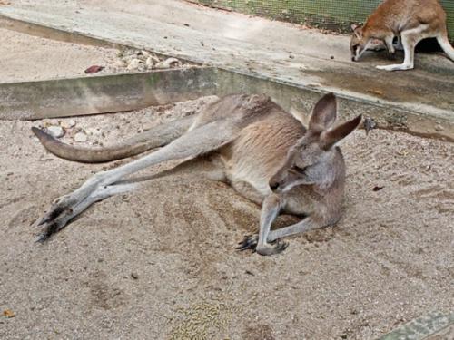 コアラに会いにキュランダに行きたくなりました
