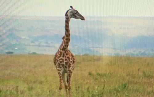 ケニア＆ココリコ田中さん！最高╰(*´︶`*)╯♡