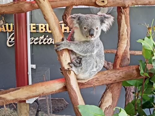 コアラめちゃくちゃかわいい コアラめちゃくちゃかわいい
