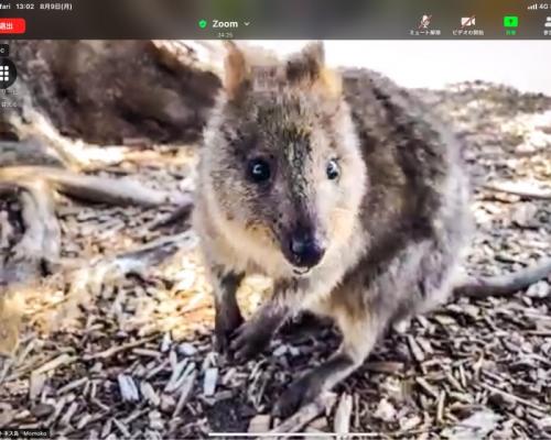 クォッカがたくさんいました! クォッカがたくさんいました!