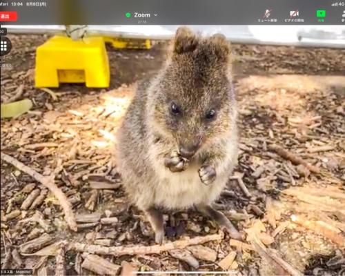 クォッカがたくさんいました! クォッカがたくさんいました!