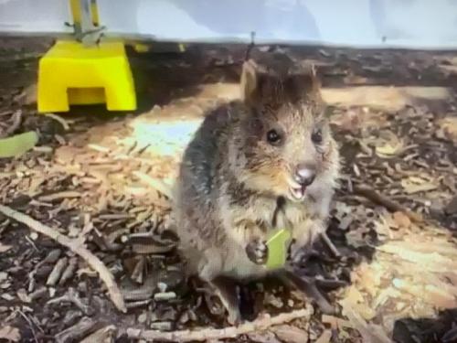 かわいらしいクォッカちゃんを見て幸せな気持ちになりました かわいらしいクォッカちゃんを見て幸せな気持ちになりました