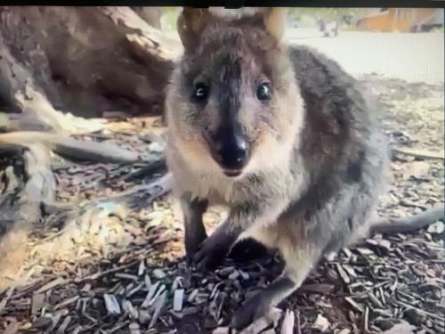 かわいらしいクォッカちゃんを見て幸せな気持ちになりました かわいらしいクォッカちゃんを見て幸せな気持ちになりました