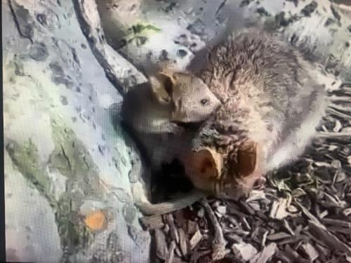 かわいらしいクォッカちゃんを見て幸せな気持ちになりました かわいらしいクォッカちゃんを見て幸せな気持ちになりました