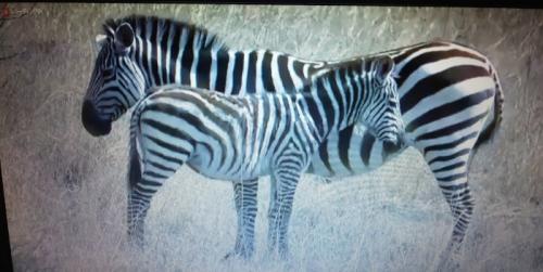 たくさん観られました。 たくさん観られました。