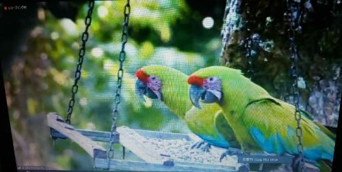 たくさん観られました。 たくさん観られました。