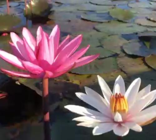 人生初のタイ。素晴らしい景観でした。 人生初のタイ。素晴らしい景観でした。