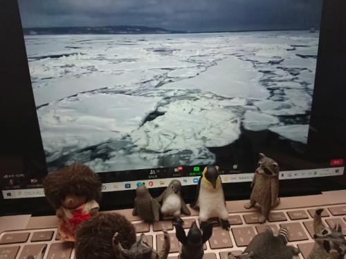 たくさんの流氷に囲まれて たくさんの流氷に囲まれて