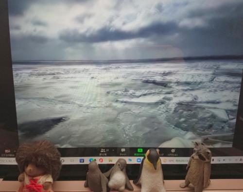 たくさんの流氷に囲まれて たくさんの流氷に囲まれて