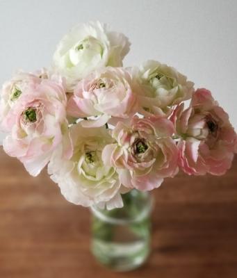 美しいラナンキュラスが届きました