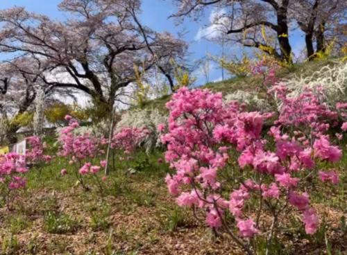 桜ツアー楽しかったです