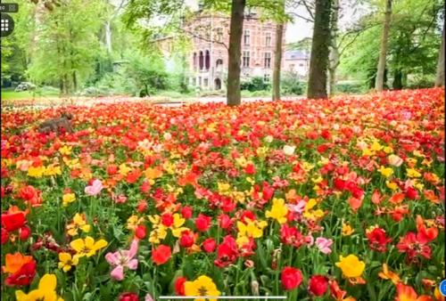 チューリップたくさん見れました。 チューリップたくさん見れました。