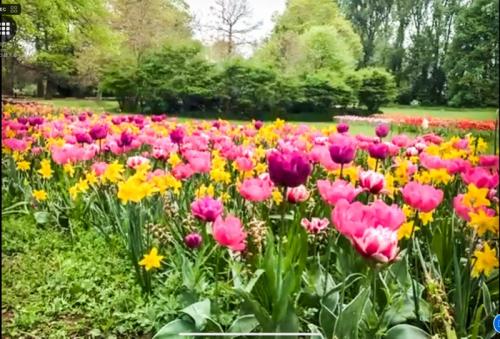 チューリップたくさん見れました。 チューリップたくさん見れました。