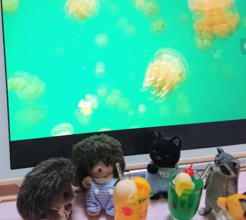 海が綺麗なパラオ 海が綺麗なパラオ