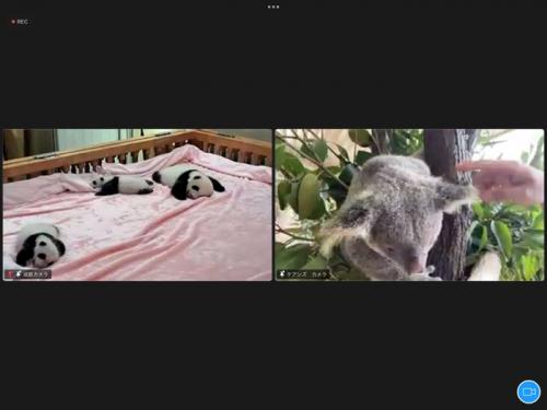 海外の動物園を体験! 海外の動物園を体験!