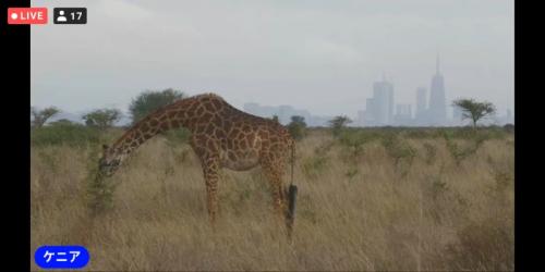 動物が楽しかったです! 動物が楽しかったです!