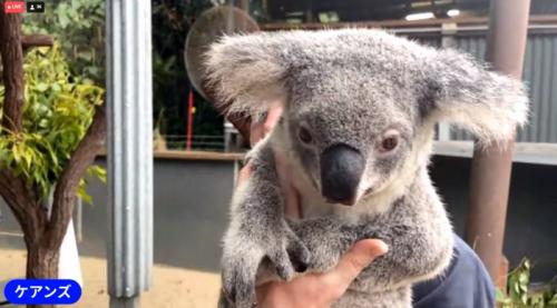 コアラ、かわいかったです！