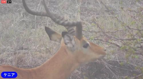 コアラ、かわいかったです！
