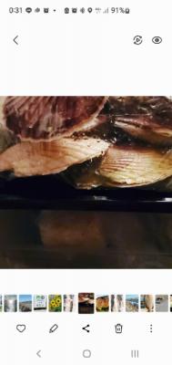 デカクてジューシーなあれがナント( ̄□ ̄;)!! デカクてジューシーなあれがナント( ̄□ ̄;)!!