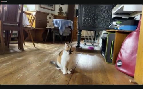 猫の日企画で猫ちゃんに会えた♪