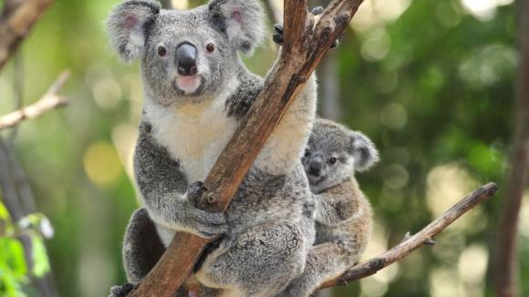 【世界のもふ旅】オーストラリアが誇る可愛い動物「コアラ」＆ケアンズ散策ライブツアー