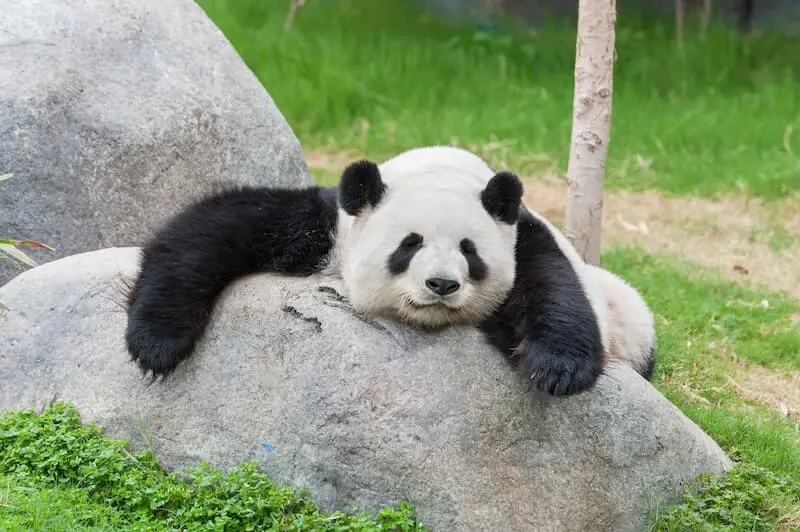 中国でパンダに会いたい