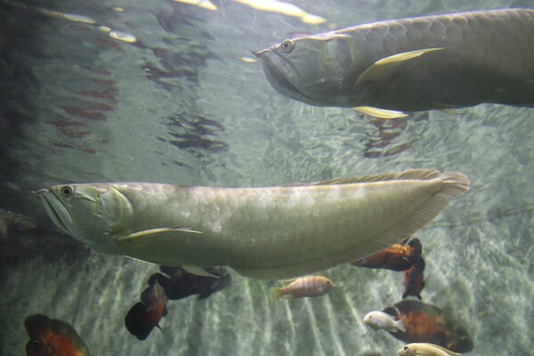 上海海洋水族館