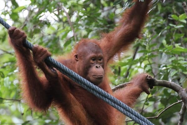 オランウータン保護区