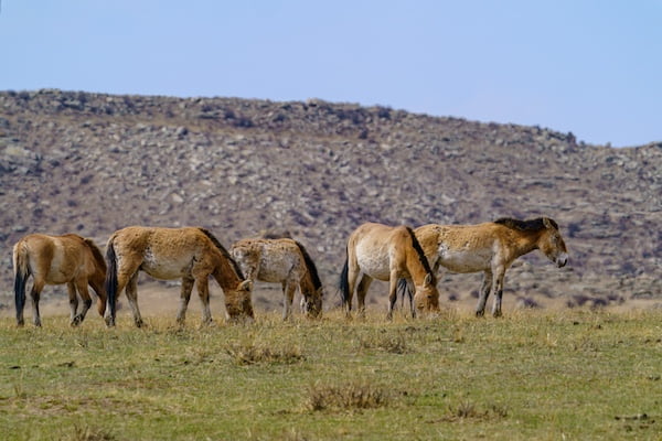 国立ホスタイ公園