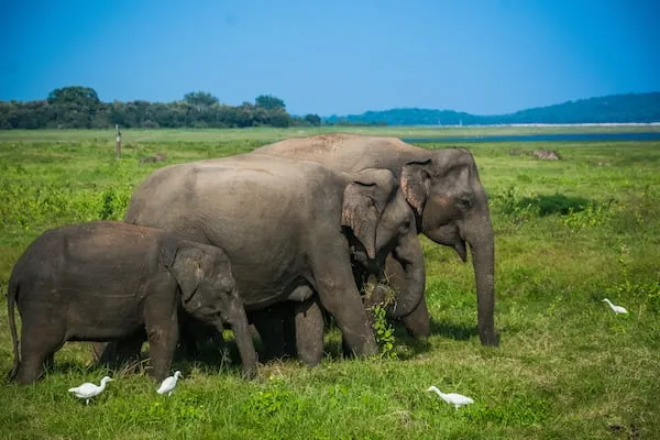 ミンネリア国立公園
