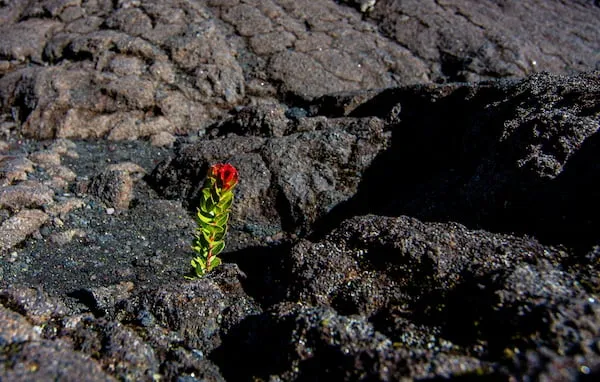 ハワイ島旅行の良いところ