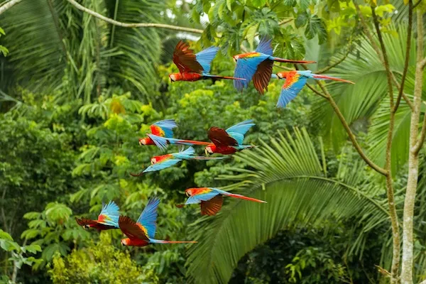 マヌー国立公園