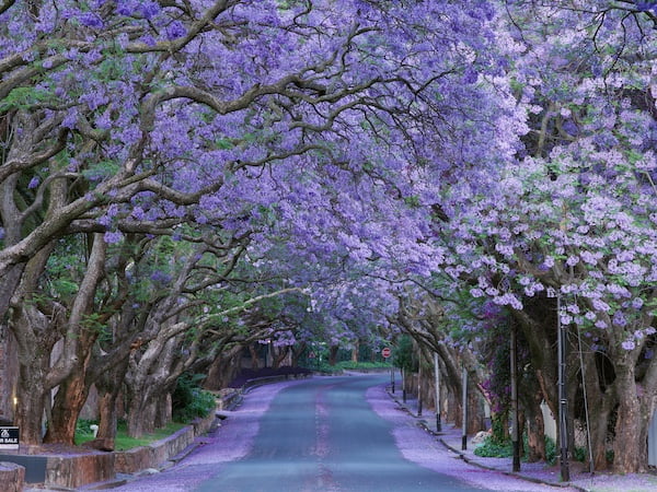 街が紫色に！春の風物詩ジャカランダの花