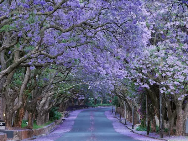 街が紫色に！春の風物詩ジャカランダの花