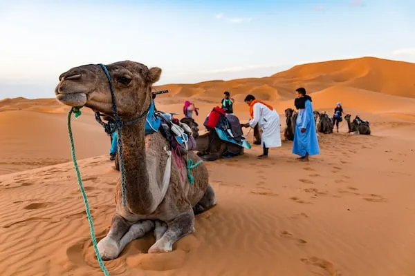 砂漠でラクダに乗ってみる