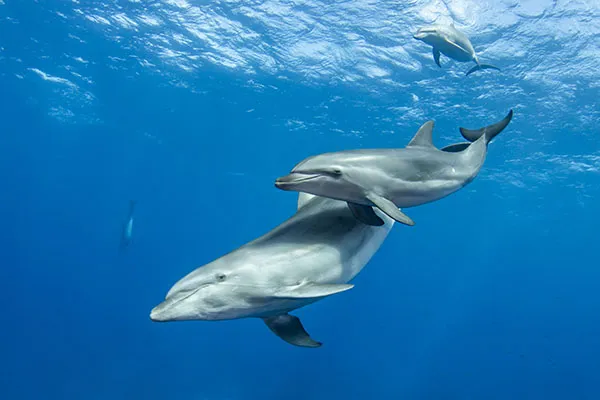 野生のイルカに会いに行こう