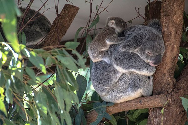 ローンパイン・コアラ・サンクチュアリ